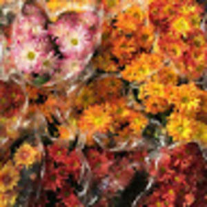 Meet your Posher, Hayley